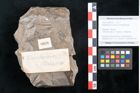 Foto (Objekt + Etikett) von Elaeodendron styriacum Ettingshausen (NHMW-GEO-2024-0188-8026)